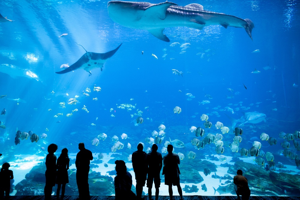ATL - homepage - Aquarium in Atlanta, Georgia